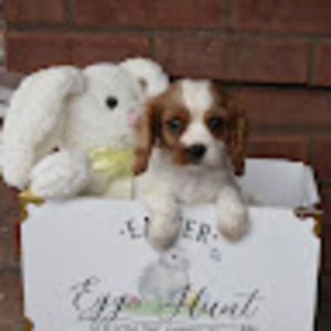 Meet your Posher, Ada